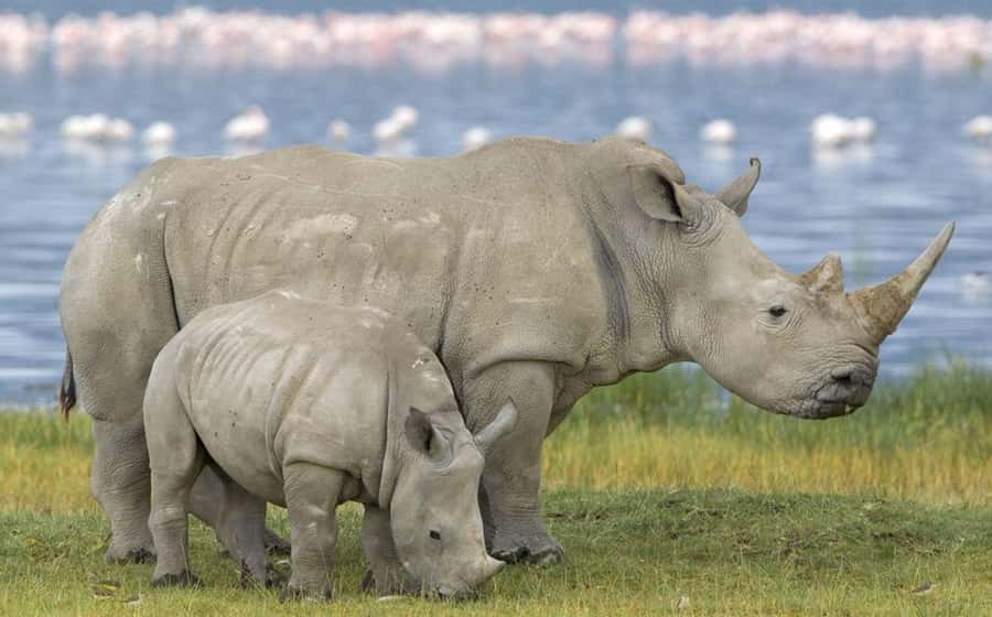 Full Day Hluhluwe Imfolozi Game Reserve Tour from Durban - Key points to know before booking