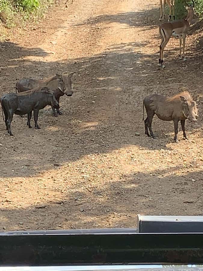 Full Day Hluhluwe Imfolozi Game Reserve Tour from Durban - Booking flexibility and practical details