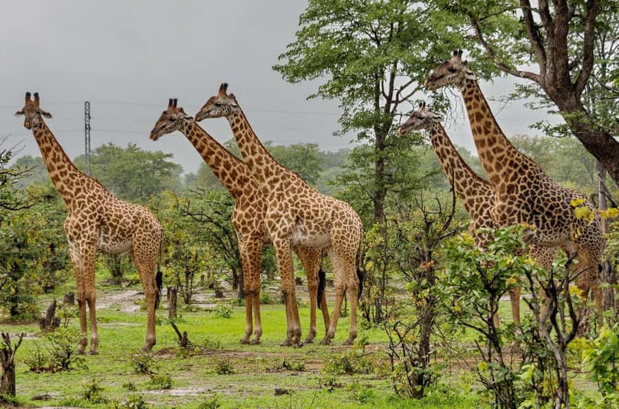 Full Day Hluhluwe Imfolozi Game Reserve Tour from Durban - Changing to a 4x4 at Hluhluwe Imfolozi