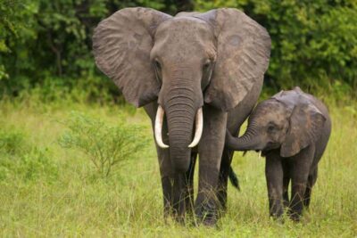 Full Day Hluhluwe Imfolozi Game Reserve Tour from Durban