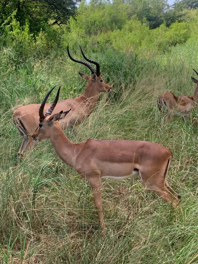 Full Day Hluhluwe Imfolozi Game Reserve Tour from Durban - Big 5 viewing, with the right expectations