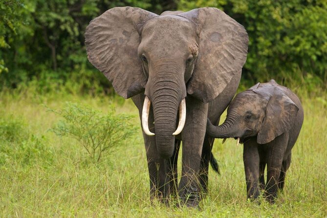 Full Day Isimangaliso Wetlands & Boat Cruise Tour from Durban - Why iSimangaliso makes a good day trip from Durban