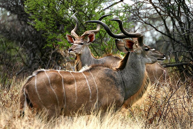 Full Day Isimangaliso Wetlands & Boat Cruise Tour from Durban - The St Lucia boat cruise and its hippos