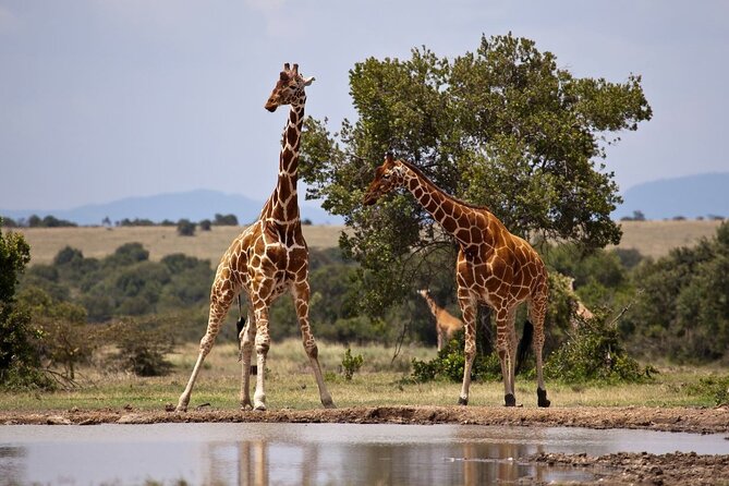 Full Day Isimangaliso Wetlands Park -Croc & Hippo &Game Fr Durban - Why combine St Lucia and iSimangaliso?