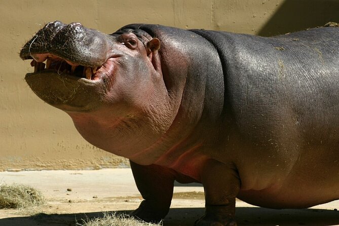 Full Day Isimangaliso Wetlands Park -Croc & Hippo &Game Fr Durban - Is the $201.09 price fair?