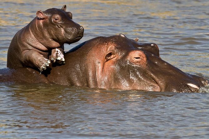 Full Day Isimangaliso Wetlands Park -Croc & Hippo &Game Fr Durban - Who should book this private safari day?
