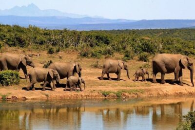 Full Day Isimangaliso Wetlands Park Tour From Durban