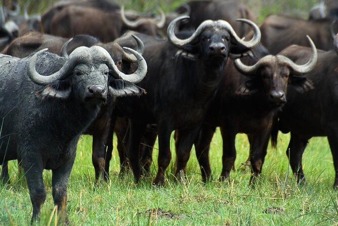 Full Day Isimangaliso Wetlands Park Tour From Durban - Wildlife variety is the strongest reason to go