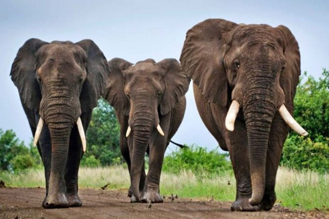 Full Day Isimangaliso Wetlands Park Tour From Durban - The private format and who will enjoy it most