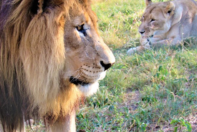 Full-Day Kruger National Park Safari - Key points at a glance
