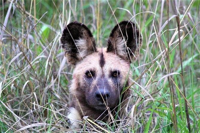 Full-Day Kruger National Park Safari - Why a full day at Kruger matters