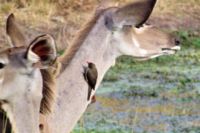Full-Day Kruger National Park Safari - Searching for the Big Five