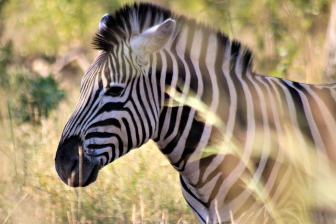Full-Day Kruger National Park Safari - Bushman rock paintings and human history