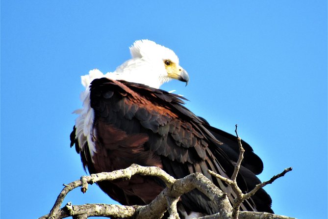 Full-Day Kruger National Park Safari - Open vehicle or air-conditioned comfort