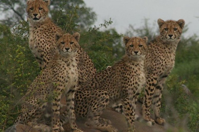 Full-Day Kruger National Park Safari - What the $121.21 price really covers