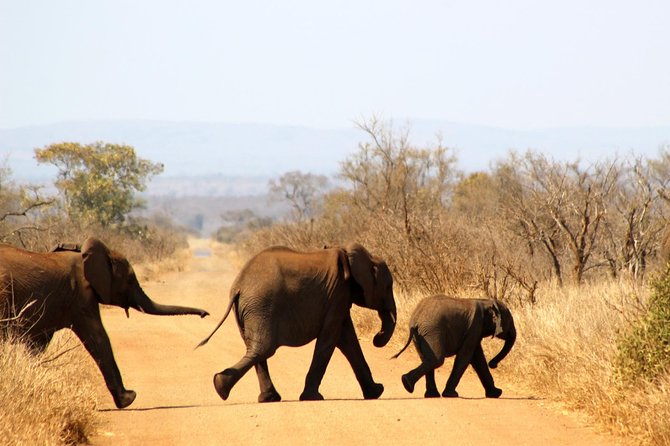 Full Day Kruger Park Safari From Hazyview - From Hazyview to the Kruger Gates at 5:00 a.m.