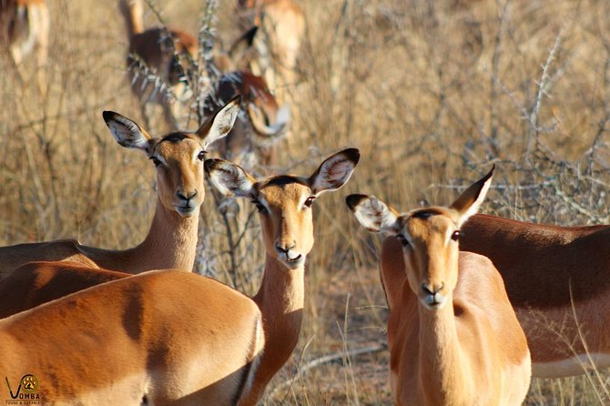 Full Day Kruger Park Safari From Hazyview - What the $100.02 Price Really Covers