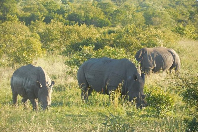 Full-Day Kruger Park Safari from Nelspruit, Whiteriver or Hazyview - Key points to know before booking