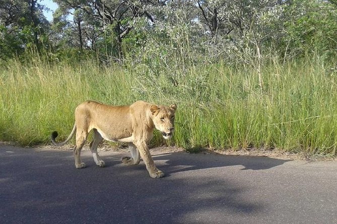 Full-Day Kruger Park Safari from Nelspruit, Whiteriver or Hazyview - Why a full day in Kruger makes sense