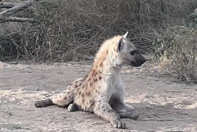Full-Day Kruger Park Safari from Nelspruit, Whiteriver or Hazyview