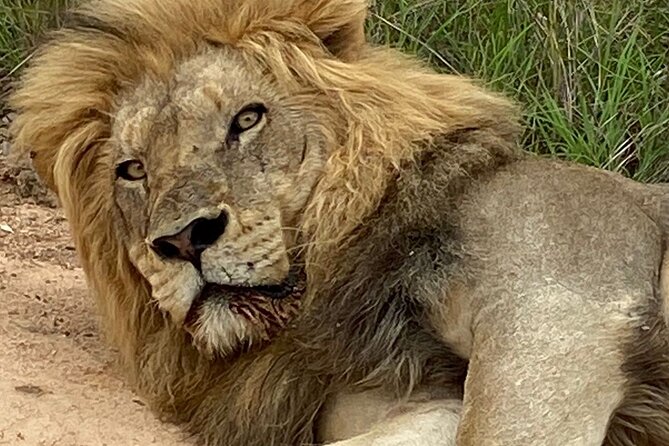 Full-Day Kruger Park Safari from Nelspruit, Whiteriver or Hazyview - What the park stop is really like