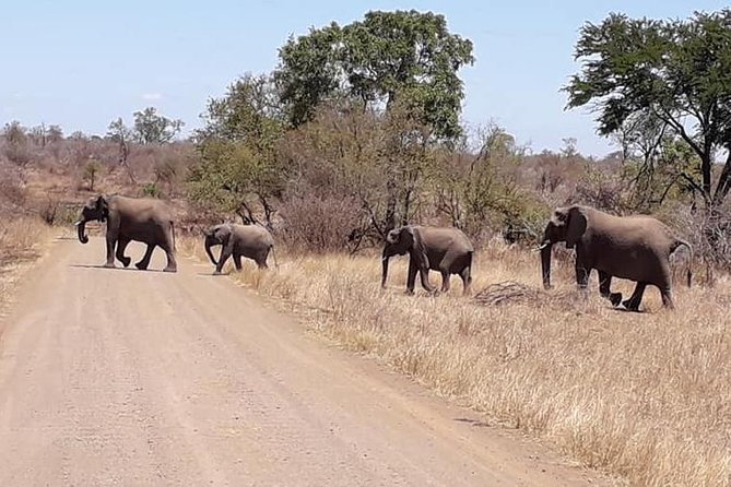 Full-Day Kruger Park Safari from Nelspruit, Whiteriver or Hazyview - What is included for $112.49