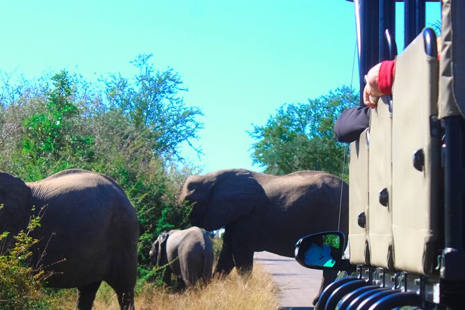 Full-Day Kruger Park Safari from Nelspruit, Whiteriver or Hazyview - Small practical choices that improve the day