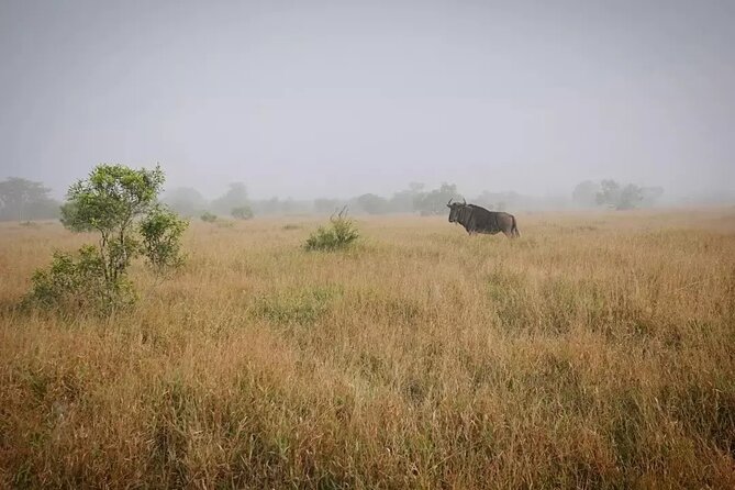 Full Day Kruger Park Wildlife Safari from Hoedspruit - Five things to know before you book