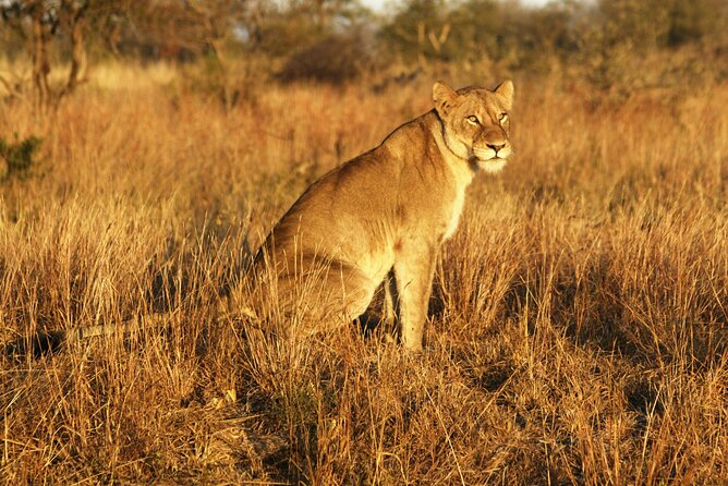 Full Day Kruger Park Wildlife Safari from Hoedspruit - Why the guide matters more than luck