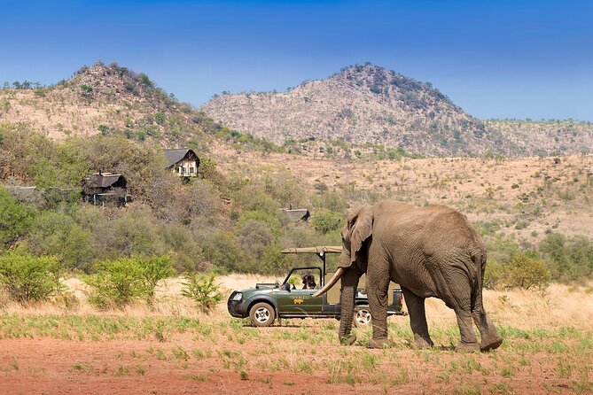 Full Day Pilanesberg Experience in Open Vehicle - The afternoon closed-vehicle safari