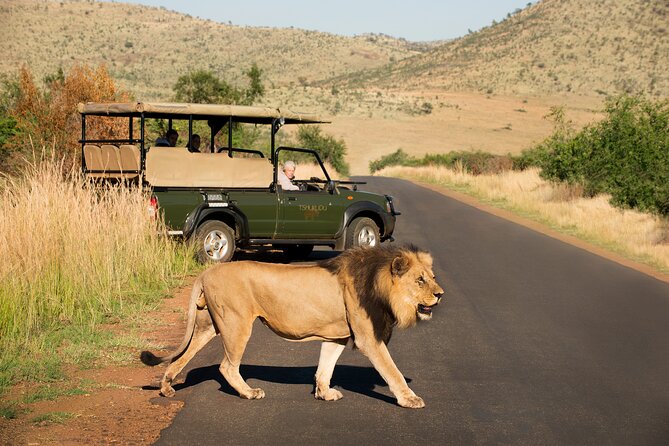Full Day Pilanesberg Experience in Open Vehicle - What seeing the Big Five really means here
