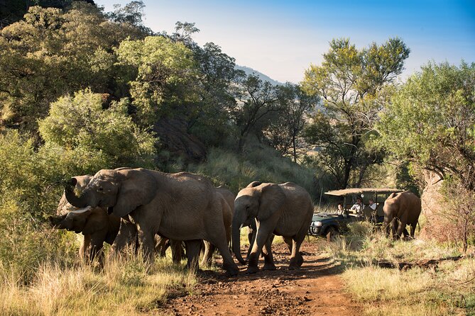 Full Day Pilanesberg Safari Adventure - What the guides add to the experience