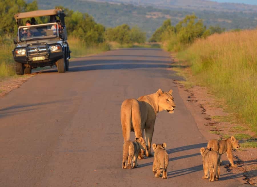Full-Day Pilanesberg Safari from Sun City - Why Pilanesberg works so well from Sun City