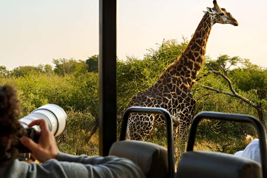 Full-Day Pilanesberg Safari from Sun City - The morning drive from 9:15 AM to 12:15 PM