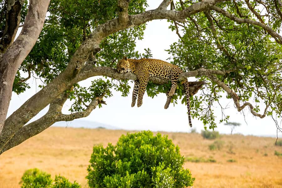 Full-Day Pilanesberg Safari from Sun City - What the $104 price really covers