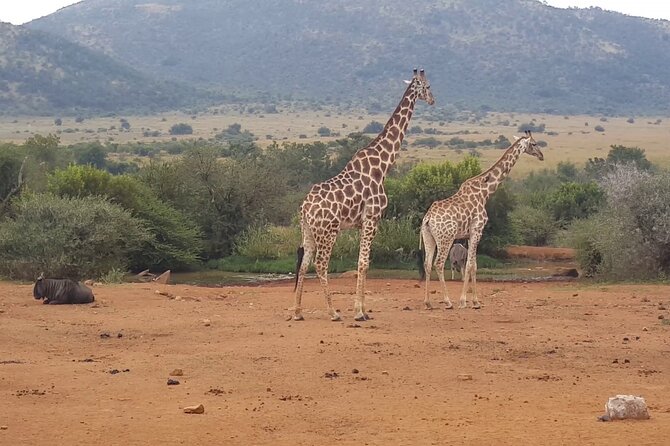 Full day Pilanesberg Safari Tour - A full day from Johannesburg to Pilanesberg