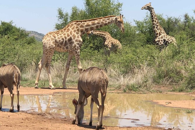 Full day Pilanesberg Safari Tour - Your chances of seeing the Big Five