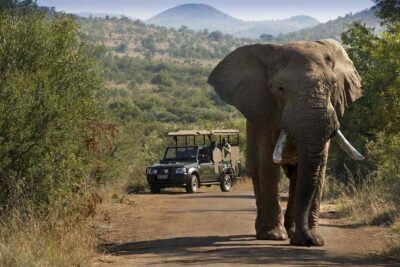 Full day Pilanesberg Safari Tour