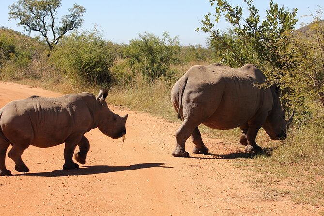 Full day Pilanesberg Safari Tour - Is $230.89 a fair price?