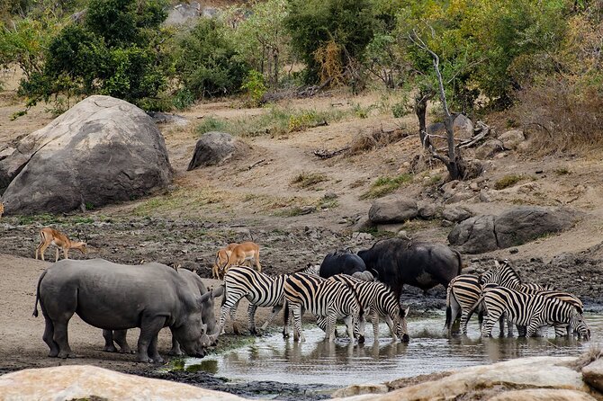 Full day Pilanesberg Safari Tour - Who will get the most from this safari?