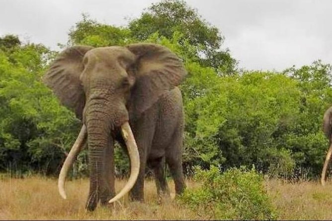Full day Private Addo elephant safari min 4 pax max 12 pax - Key points at a glance