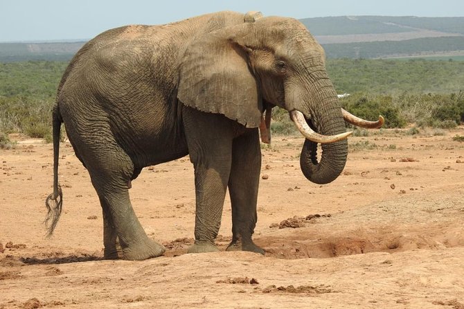 Full day Private Addo elephant safari min 4 pax max 12 pax - Why a full day in Addo is worth your time