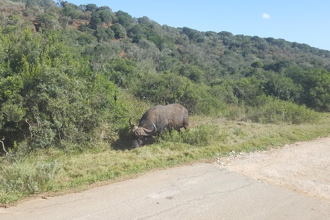 Full day Private Addo elephant safari min 4 pax max 12 pax - The Addo drive: elephants first, surprises after