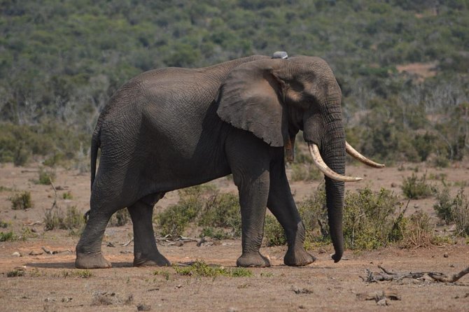 Full day Private Addo elephant safari min 4 pax max 12 pax - Lunch and the rhythm of a long safari day