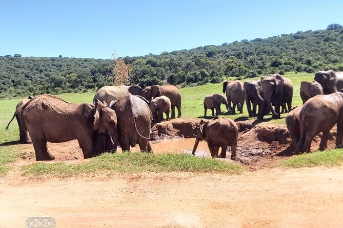 Full day Private Addo elephant safari min 4 pax max 12 pax - Price: what you receive for $230.82