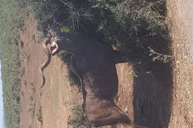 Full day Private Addo elephant safari min 4 pax max 12 pax - Who will enjoy this Addo safari most