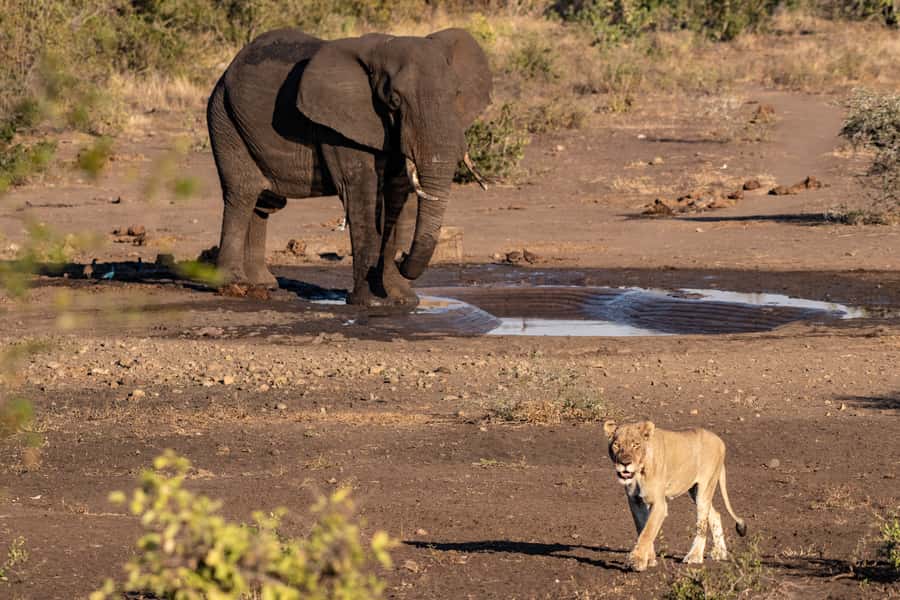 Full-Day Private Big 5 Safari in Kruger National Park - Should you book the full-day private Kruger safari?