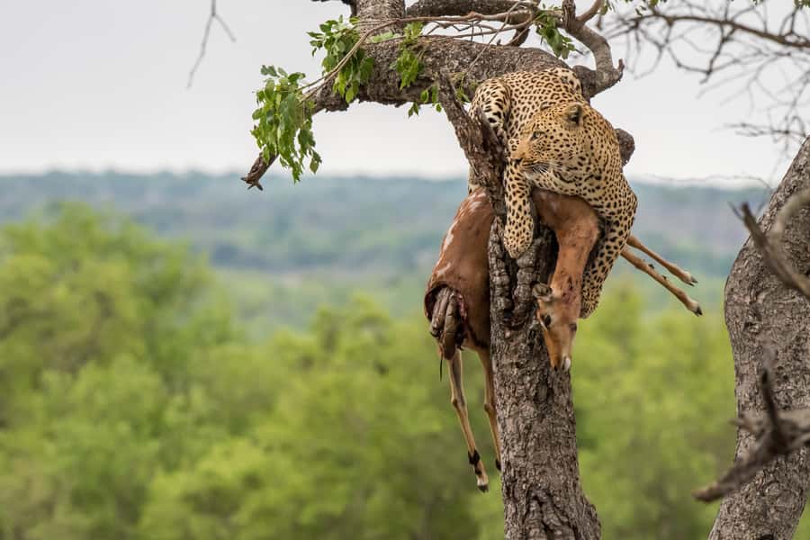 Full-Day Private Big 5 Safari in Kruger National Park - Why a private Kruger day changes the safari