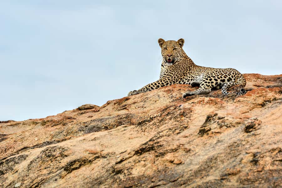 Full-Day Private Big 5 Safari in Kruger National Park - The morning drive and the first Big Five search