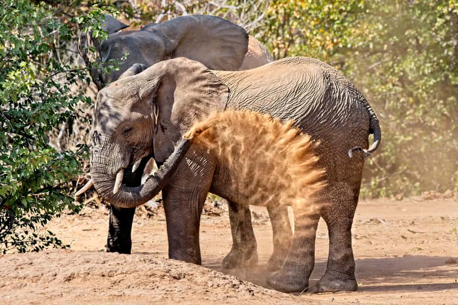Full-Day Private Big 5 Safari in Kruger National Park - Afternoon routes, waterholes, and riverbanks